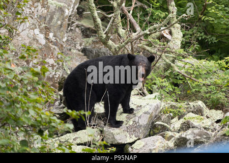 Un ours noir avec des cicatrices sur le visage c'est marcher sur des rochers le long de la Skyline Drive au Shenandoah National Park. Banque D'Images