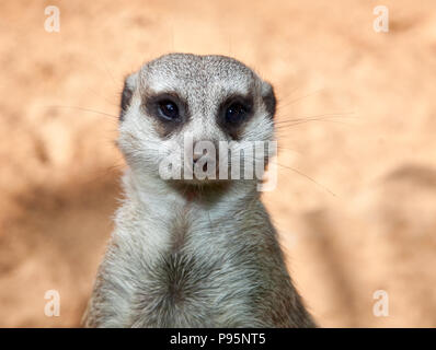 Meerkat on guard, mungos ,portrait close up Banque D'Images