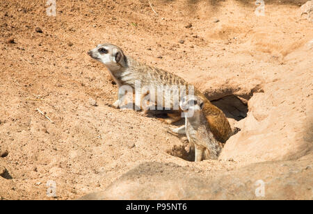 Famille Meerkat, mangouste, sortir de leurs trous Banque D'Images