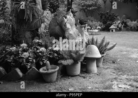 Jardin en noir et blanc. Banque D'Images