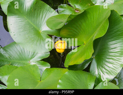 European nénuphar jaune, jaune nénuphar (Nuphar lutea), avec une fleur Banque D'Images