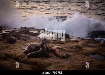 Se reposant sur les rochers Sealions Banque D'Images