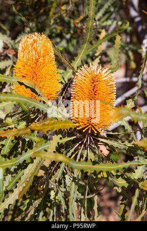 Grevillea 'Gem' miel Banque D'Images