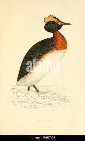 . Une histoire de la oiseaux. London,Groombridge et Fils, [1862 ?-1867 ?] Banque D'Images