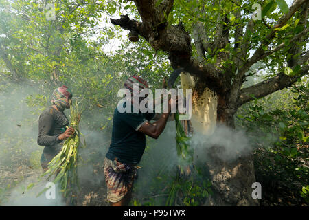 Collecte de miel traditionnel dans les Sundarbans, la plus grande forêt de mangroves du monde au Bangladesh. Satkhira, au Bangladesh. Banque D'Images