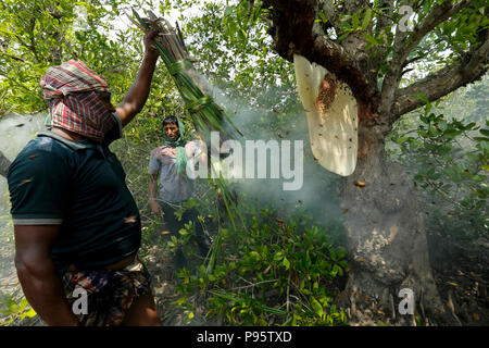 Collecte de miel traditionnel dans les Sundarbans, la plus grande forêt de mangroves du monde au Bangladesh. Satkhira, au Bangladesh. Banque D'Images