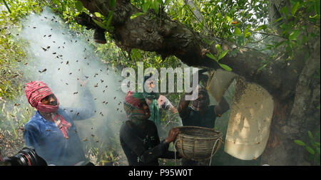 Collecte de miel traditionnel dans les Sundarbans, la plus grande forêt de mangroves du monde au Bangladesh. Satkhira, au Bangladesh. Banque D'Images