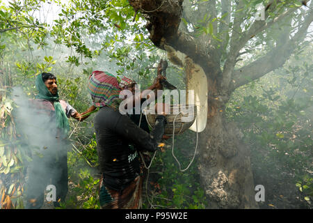 Collecte de miel traditionnel dans les Sundarbans, la plus grande forêt de mangroves du monde au Bangladesh. Satkhira, au Bangladesh. Banque D'Images