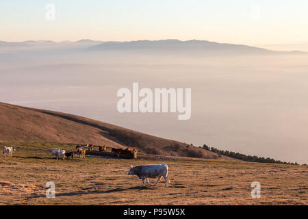 Quelques vaches et chevaux pâturage sur une montagne au coucher du soleil, avec du brouillard et très en dessous des couleurs chaudes Banque D'Images