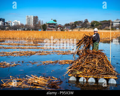 Bassin Shinobazu Lotus Pond parc Ueno - Tokyo clearing les morts de plantes Lotus l'étang de lotus, une partie du bassin Shinobazu à Ueno Park in central Tokyo Banque D'Images