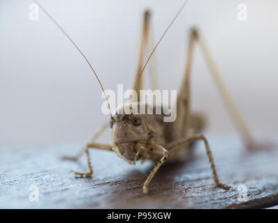 Un longicorne cricket dans la Méditerranée orientale, Chypre Banque D'Images