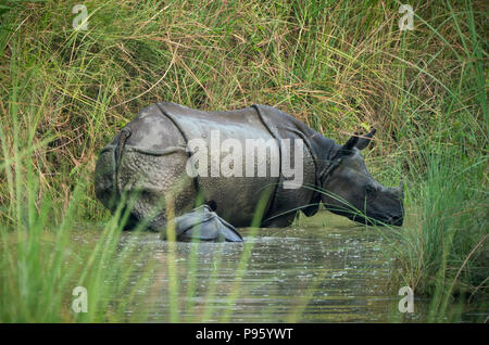 Rhinocéros indien ou Rhinoceros unicornis également appelé rhinocéros à une corne, ou grand rhinocéros indien avec cub dans un marais. Dans la photographie de la faune Banque D'Images