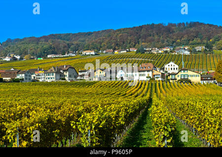 Vignobles de la municipalité de Mont-sur-Rolle en couleurs de l'automne, de la superficie viticole La Côte, Mont-sur-Rolle, Vaud, Suisse Banque D'Images