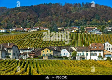 Municipalité de Mont-sur-Rolle de l'aire de production La Côte, Mont-sur-Rolle, Vaud, Suisse Banque D'Images