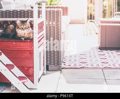 Les jeunes fluffy cat réside dans cat house sur le balcon et regarde la caméra. Mode de vie du chat sibérien Banque D'Images