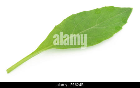Gynura procumbens connu comme la longévité des épinards utilisé comme médecine de fines herbes pour de nombreuses maladies Banque D'Images