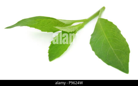 Gynura procumbens connu comme la longévité des épinards utilisé comme médecine de fines herbes pour de nombreuses maladies Banque D'Images