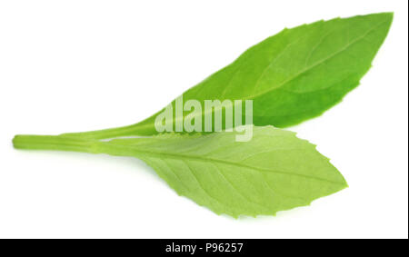 Gynura procumbens connu comme la longévité des épinards utilisé comme médecine de fines herbes pour de nombreuses maladies Banque D'Images