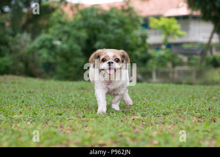 Portrait of a cute chien Shih Tzu Banque D'Images
