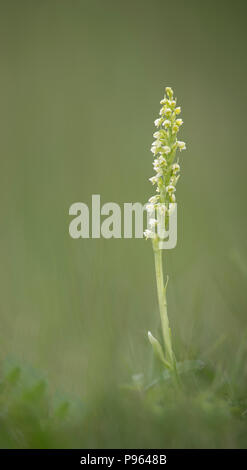 Une petite orchidée blanche à Little Asby en Cumbria. Banque D'Images