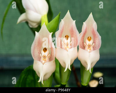 Fleurs rose pâle de la côte sud-américaine, orchidée terrestre Anguloa eburnea Banque D'Images