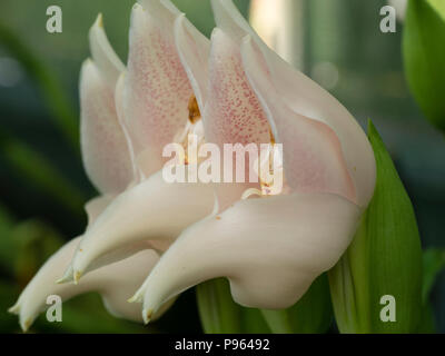 Fleurs rose pâle de la côte sud-américaine, orchidée terrestre Anguloa eburnea Banque D'Images