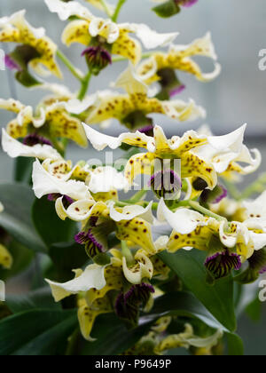 Crème tachetés et fleurs violet foncé lèvre de la Guinée d'orchidées épiphytes, Dendrobium atroviolaceum Banque D'Images