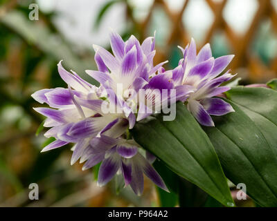 Fleurs mauves et blancs de l'orchidée épiphyte originaire Phillipinnes, Dendrobium victoriae-reginae Banque D'Images