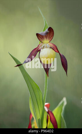 Une Lady's Slipper Orchid à Barrows la démarche dans le Lancashire. Banque D'Images