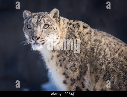 Un léopard des neiges appelé Ena attrape le soleil du matin faible au Zoo de Toronto, où elle fait partie d'un programme de reproduction en captivité pour cette espèce vulnérable. Banque D'Images