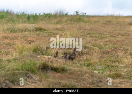 Lagopède des saules (Lagopus lagopus) sur la lande. Covey de gibier camouflé sur North Yorkshire Moors, England, UK Banque D'Images