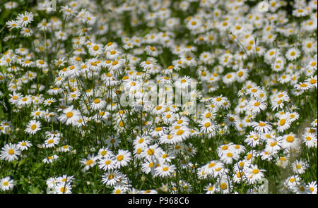 Ox-eye daisies (Leucanthemum vulgare) en fleurs. Masse de fleurs de la famille des Astéracées poussant dans une prairie calcaire britannique Banque D'Images