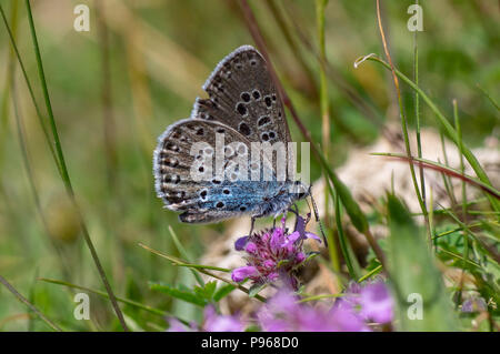 Grand bleu (Maculinea arion) nectar. Papillon, une fois éteintes à l'UK, dans la famille des Saturniidae se nourrissant sur le thym sauvage (Thymus polytrichus) Banque D'Images