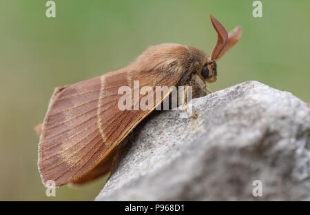 Fox Moth (Macrothylacia rubi) mâle. Dans la famille des Lasiocampidae au repos on rock Banque D'Images