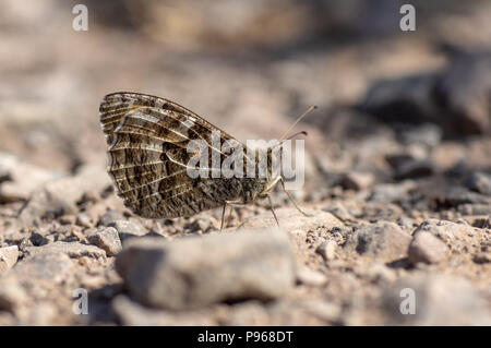 Papillon de l'ombre (semele) Clotilde sur le sol pierreux. Papillon de la famille des Riodinidae et au repos sur le sol avec le dessous des ailes visible Banque D'Images