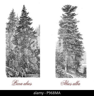 Gravure d'époque de l'épinette de Norvège (Picea abies), le sapin (Abies alba), et le sapin (Abies alba) de bois blanc. Banque D'Images