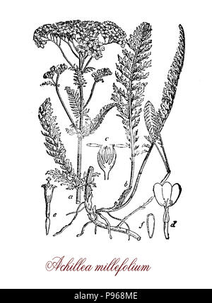 L'Achillea millefolium achillée commune ou de floraison, plante utilisée dans l'aménagement paysager et dans la médecine traditionnelle comme astringent, vieille illustration Banque D'Images