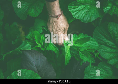 Women picking salade fraîche du jardin de légumes Banque D'Images