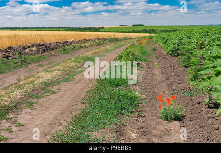 Paysage pictural avec une route en terre entre les verts et les champs agricoles blé tournesol près de la ville, l'Ukraine Dnipro Banque D'Images