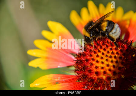 Abeille sur fleur jaune et orange tête de rudbeckia black-eyed susan Banque D'Images