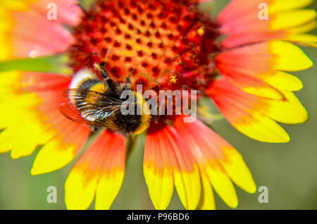 Abeille sur fleur jaune et orange tête de rudbeckia black-eyed susan Banque D'Images