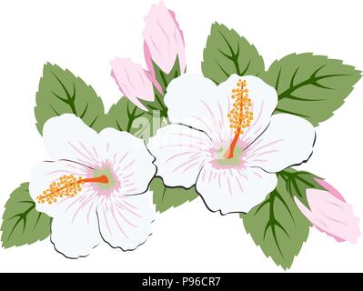 De belles fleurs d'hibiscus rose avec des feuilles. Illustration Raster Banque D'Images