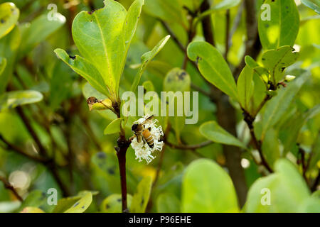 Aegiceras corniculatum, communément connue sous le nom de Black River, de mangroves ou de mangroves des Sundarbans, khalsi, Bangladesh Banque D'Images