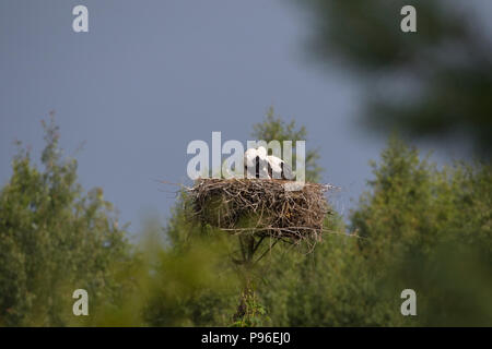 Deux cigognes blanches dans le nid contre le ciel bleu et l'arbre, Podlasie Région, Pologne, Europe Banque D'Images