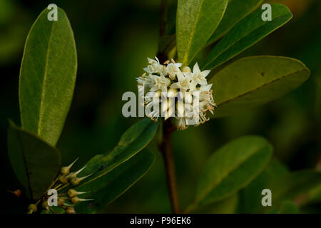 Aegiceras corniculatum, communément connue sous le nom de Black River, de mangroves ou de mangroves des Sundarbans, khalsi, Bangladesh Banque D'Images