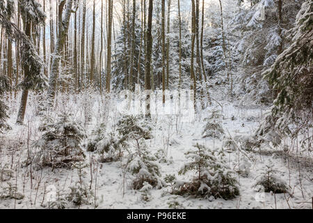 Snowy peuplement résineux epicéa principalement avec des branches enveloppées de neige,la forêt de Bialowieza, Pologne,Europe Banque D'Images