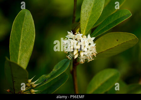 Aegiceras corniculatum, communément connue sous le nom de Black River, de mangroves ou de mangroves des Sundarbans, khalsi, Bangladesh Banque D'Images