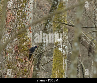 Pic noir (Dryocopus martius) à l'automne, la forêt de Bialowieza, Pologne, Europe Banque D'Images