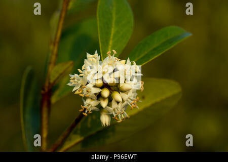 Aegiceras corniculatum, communément connue sous le nom de Black River, de mangroves ou de mangroves des Sundarbans, khalsi, Bangladesh Banque D'Images