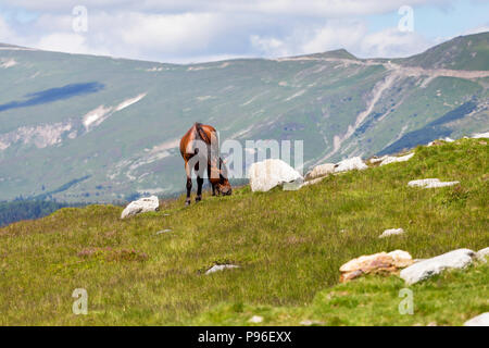 Les chevaux sauvages en Transylvanie, Roumanie. Jument et poulain ensemble dans le pré vert Banque D'Images